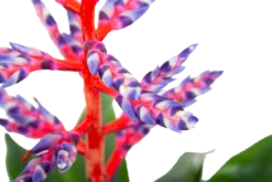 Aechmea Blue Rain - Kokerbromelia - P12 H55 - Roze-Paars - Kamerplant -Plantenverzorging Winkel aechmea blue rain kokerbromelia p12 h55 roze paars 6
