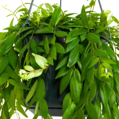Plantenverzorging Winkel -Plantenverzorging Winkel aeschynanthus japhrolepis lipstickplant in hangpot p15 5