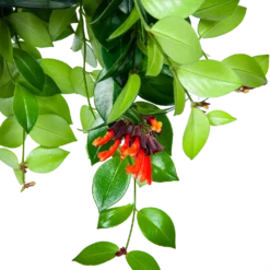 Aeschynanthus Monalisa - Lipstickplant - In Hangpot - P15 H20 - Kamerplant -Plantenverzorging Winkel aeschynanthus monalisa lipstickplant in hangpot p15 5