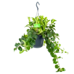 Aeschynanthus Monalisa - Lipstickplant - In Hangpot - P15 H20 - Kamerplant