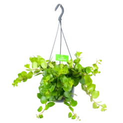 Aeschynanthus Pink Polka - Lipstickplant - In Hangpot - P15 H20 - Kamerplant