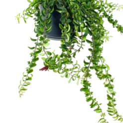 Plantenverzorging Winkel -Plantenverzorging Winkel aeschynanthus twister lipstickplant in hangpot p15 5 1 1