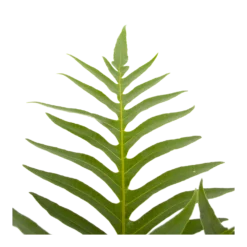 Aglaomorpha Jim - P19 H65 - Kamerplant -Plantenverzorging Winkel aglaomorpha jim p19 h65 3