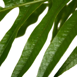 Aglaomorpha Jim - P37 H75 - Kamerplant -Plantenverzorging Winkel aglaomorpha jim p37 h75 kamerplant 4