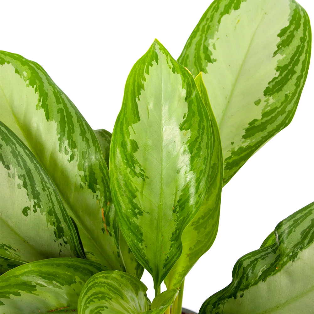 Aglaonema Freedman - p17 h60 - Kamerplant Aglaonema Freedman - P17 H60 - Kamerplant -Plantenverzorging Winkel aglaonema freedman p17 h60 5 1