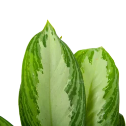Aglaonema Freedman - P17 H60 - Kamerplant 2 Aglaonema Freedman - P17 H60 - Kamerplant -Plantenverzorging Winkel aglaonema freedman p17 h60 6 1