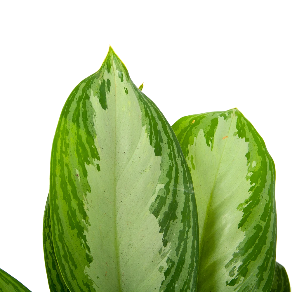 Aglaonema Freedman - p17 h60 - Kamerplant Aglaonema Freedman - P17 H60 - Kamerplant -Plantenverzorging Winkel aglaonema freedman p17 h60 6 1