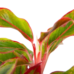 Aglaonema Light Star - P19 H35 - Kamerplant -Plantenverzorging Winkel aglaonema light star p19 h35 4