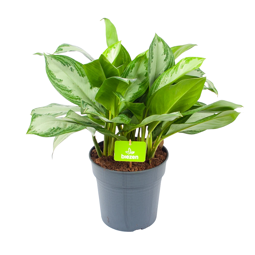 Aglaonema Silver Bay - p24 h60 - Kamerplant Aglaonema Silver Bay - P24 H60 - Kamerplant -Plantenverzorging Winkel aglaonema silver bay p24 h60 1 3