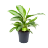Aglaonema Silver Moon - P19 H50 - Kamerplant