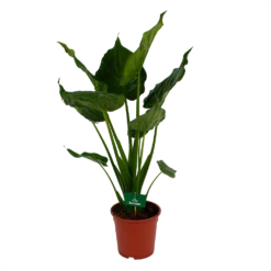 Alocasia Cucullata - Olifantsoor - P21 H90 - Kamerplant