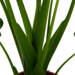 Alocasia Cucullata - Olifantsoor - P21 H90 - Kamerplant -Plantenverzorging Winkel alocasia cucullata olifantsoor p21 h90 4