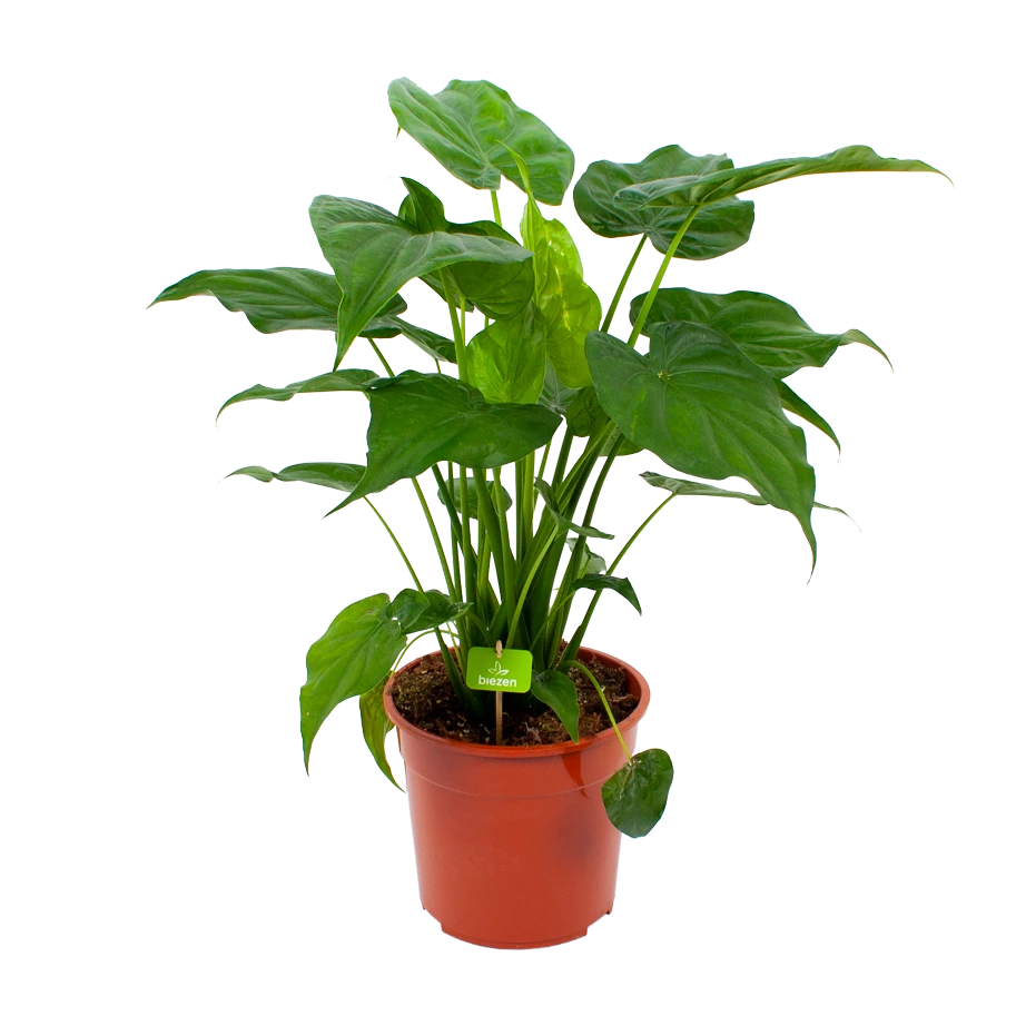 Alocasia Cucullata - Olifantsoor - p27 h80 - Kamerplant Alocasia Cucullata - Olifantsoor - P27 H80 - Kamerplant -Plantenverzorging Winkel alocasia cucullata olifantsoor p27 h80 1 1