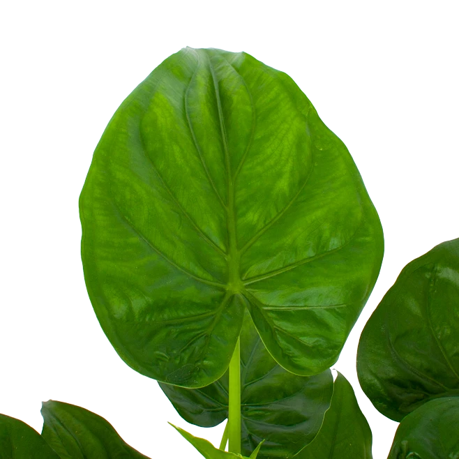 Alocasia Cucullata - Olifantsoor - p27 h80 - Kamerplant Alocasia Cucullata - Olifantsoor - P27 H80 - Kamerplant -Plantenverzorging Winkel alocasia cucullata olifantsoor p27 h80 5 1