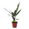 Alocasia Lauterbachiana - Olifantsoor - P19 H70 - Kamerplant