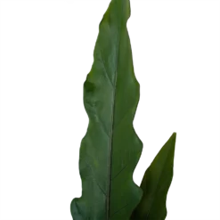Alocasia Lauterbachiana - Olifantsoor - P19 H70 - Kamerplant -Plantenverzorging Winkel alocasia lauterbachiana olifantsoor p19 h70 4
