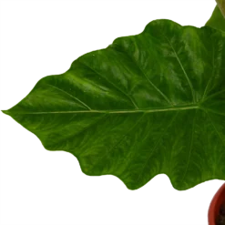 Alocasia Portodora - Olifantsoor - P21 H90 - Kamerplant -Plantenverzorging Winkel alocasia portodora olifantsoor p21 h90 4