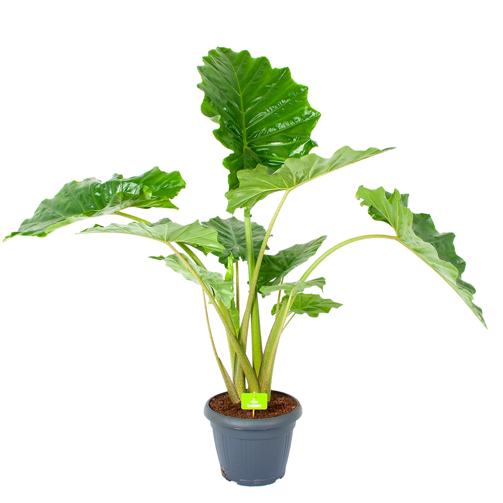 Alocasia Portodora - Olifantsoor - p35 h135 - Kamerplant Alocasia Portodora - Olifantsoor - P35 H135 - Kamerplant -Plantenverzorging Winkel alocasia portodora olifantsoor p35 h135 1 1