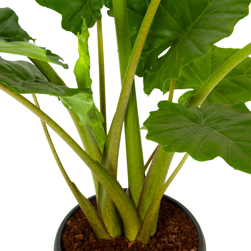 Alocasia Portodora - Olifantsoor - p35 h135 - Kamerplant Alocasia Portodora - Olifantsoor - P35 H135 - Kamerplant -Plantenverzorging Winkel alocasia portodora olifantsoor p35 h135 5 1