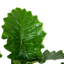 Alocasia Portodora - Olifantsoor - P35 H135 - Kamerplant 2 Alocasia Portodora - Olifantsoor - P35 H135 - Kamerplant -Plantenverzorging Winkel alocasia portodora olifantsoor p35 h135 6 1