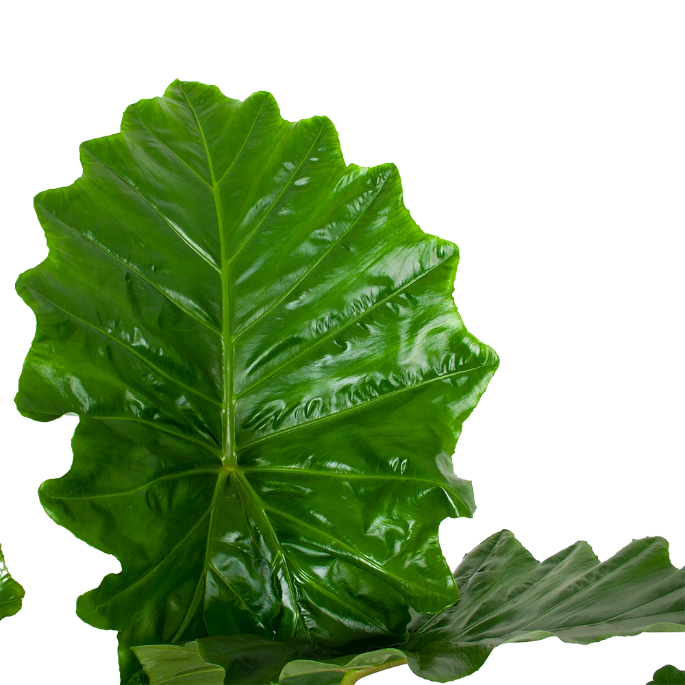 Alocasia Portodora - Olifantsoor - p35 h135 - Kamerplant Alocasia Portodora - Olifantsoor - P35 H135 - Kamerplant -Plantenverzorging Winkel alocasia portodora olifantsoor p35 h135 6 1