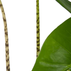 Alocasia Zebrina - Olifantsoor - P17 H60 - Kamerplant -Plantenverzorging Winkel alocasia zebrina olifantsoor p17 h60 4