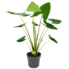 Alocasia Zebrina - Olifantsoor - P32 H120 - Kamerplant
