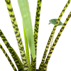 Alocasia Zebrina - Olifantsoor - P32 H120 - Kamerplant -Plantenverzorging Winkel alocasia zebrina olifantsoor p32 h120 6
