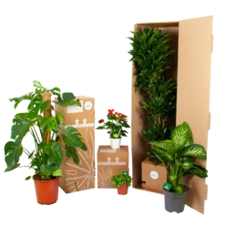 Calathea Ornata - Livingplant - P27 H80 - Kamerplant -Plantenverzorging Winkel biezen kamerplanten verpakking 2 14