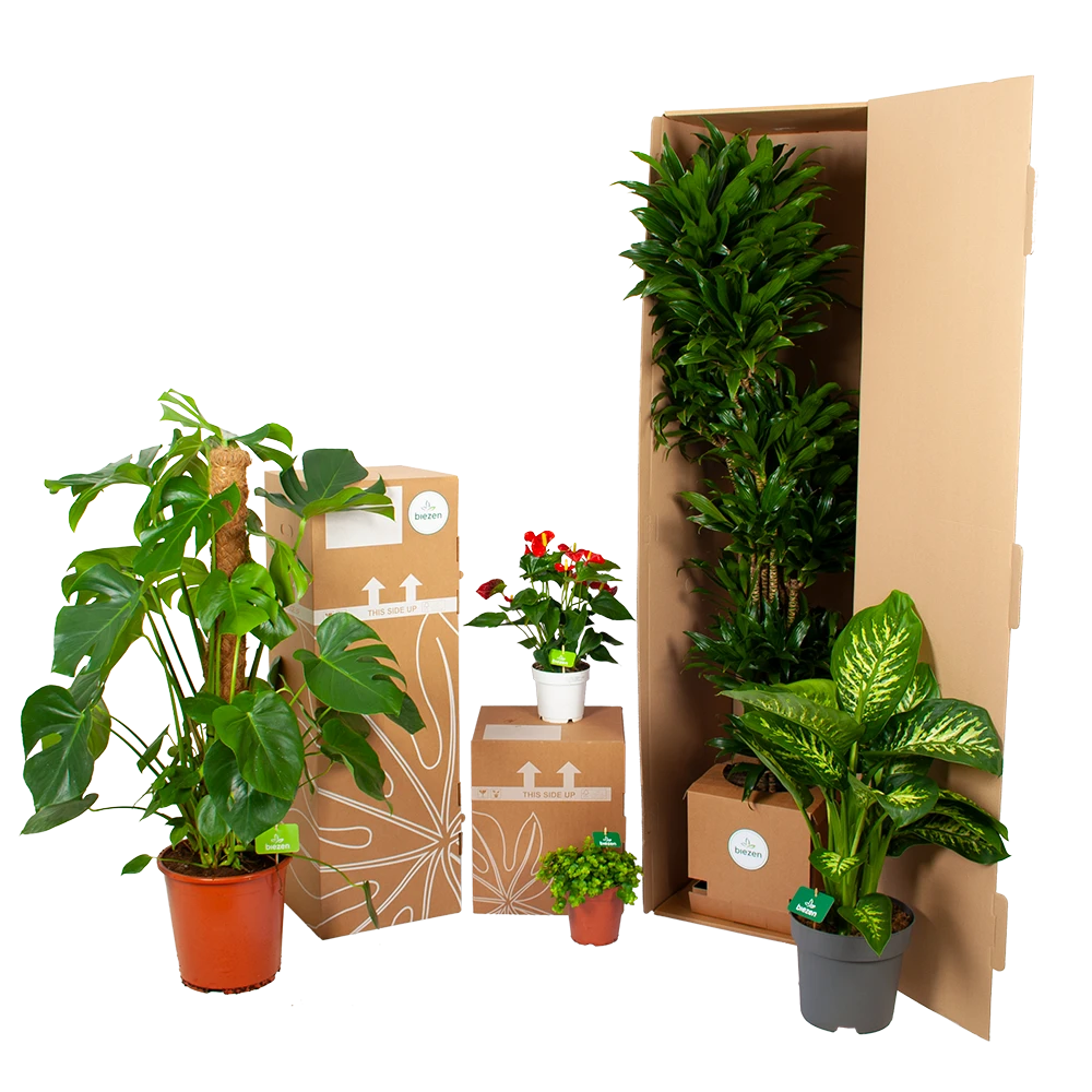 Calathea Rufibarba Wavestar - Pauwenplant - p19 h75 - Kamerplant Calathea Rufibarba Wavestar - Pauwenplant - P19 H75 - Kamerplant -Plantenverzorging Winkel biezen kamerplanten verpakking 2 31