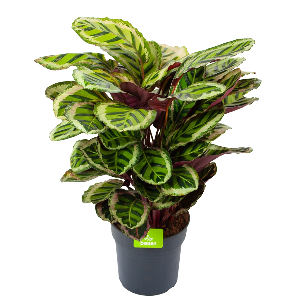 Calathea Angela - Livingplant - p27 h80 - Kamerplant Calathea Angela - Livingplant - P27 H80 - Kamerplant -Plantenverzorging Winkel calathea angela livingplant p27 h80 1 3