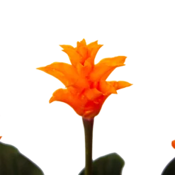 Calathea Crocata - Eeuwige Vlam - P15 H45 - Kamerplant -Plantenverzorging Winkel calathea crocata eeuwige vlam p15 h45 4