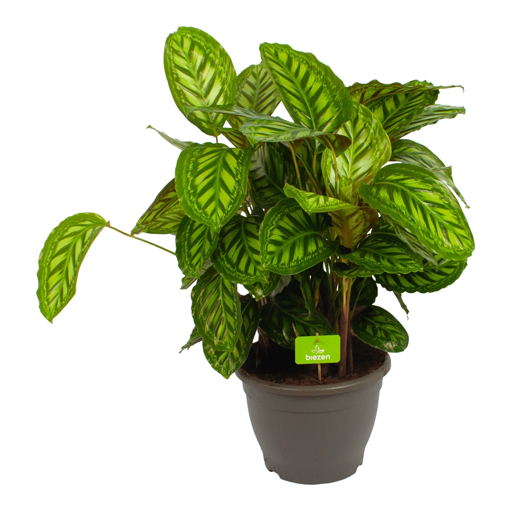Calathea Flamestar - Schaduwplant - p32 h80 - Kamerplant Calathea Flamestar - Schaduwplant - P32 H80 - Kamerplant -Plantenverzorging Winkel calathea flamestar schaduwplant p32 h80 1