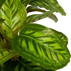 Calathea Flamestar - Schaduwplant - P32 H80 - Kamerplant 2 Calathea Flamestar - Schaduwplant - P32 H80 - Kamerplant -Plantenverzorging Winkel calathea flamestar schaduwplant p32 h80 5