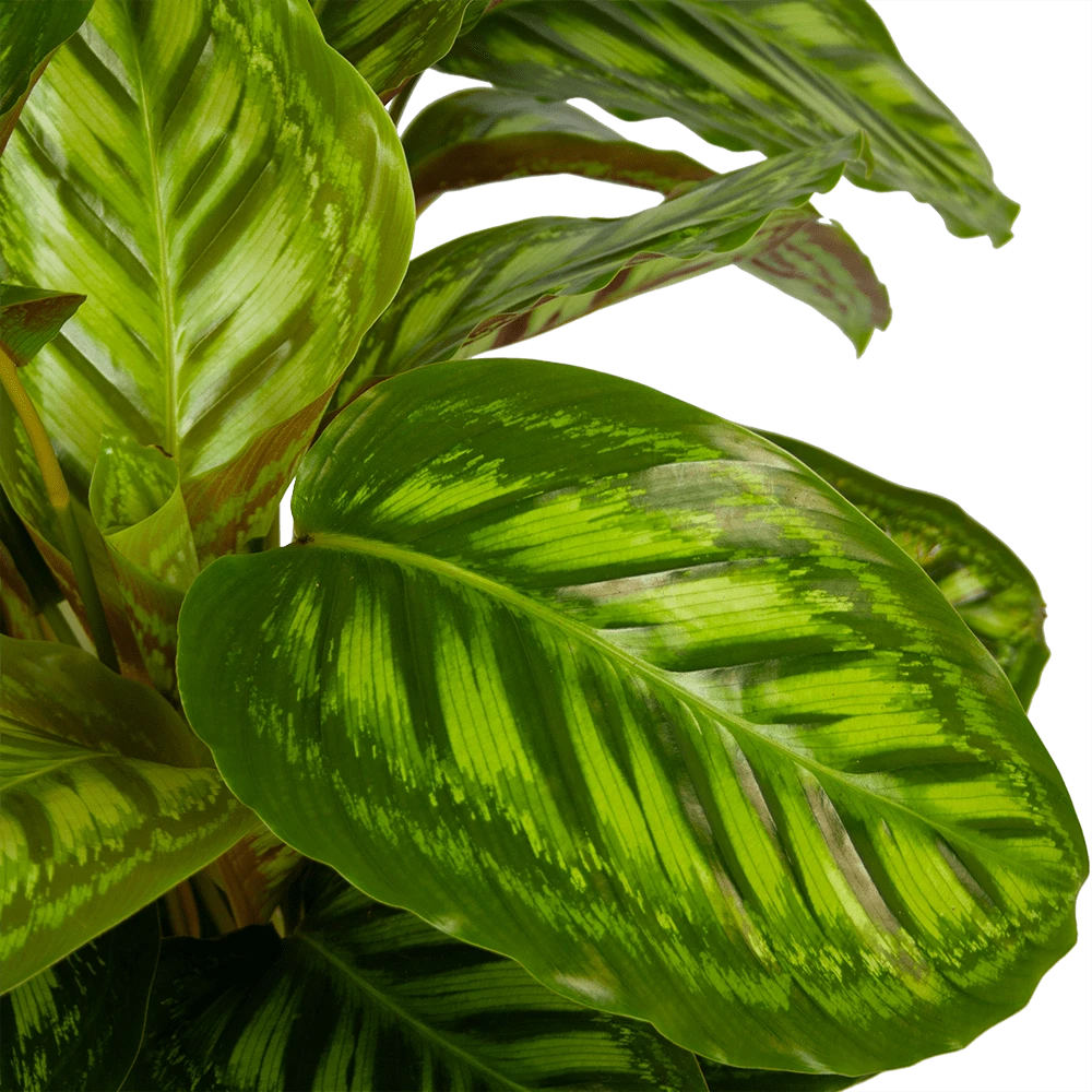 Calathea Flamestar - Schaduwplant - p32 h80 - Kamerplant Calathea Flamestar - Schaduwplant - P32 H80 - Kamerplant -Plantenverzorging Winkel calathea flamestar schaduwplant p32 h80 5
