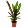 Calathea Insigne - Livingplant - P17 H65 - Kamerplant