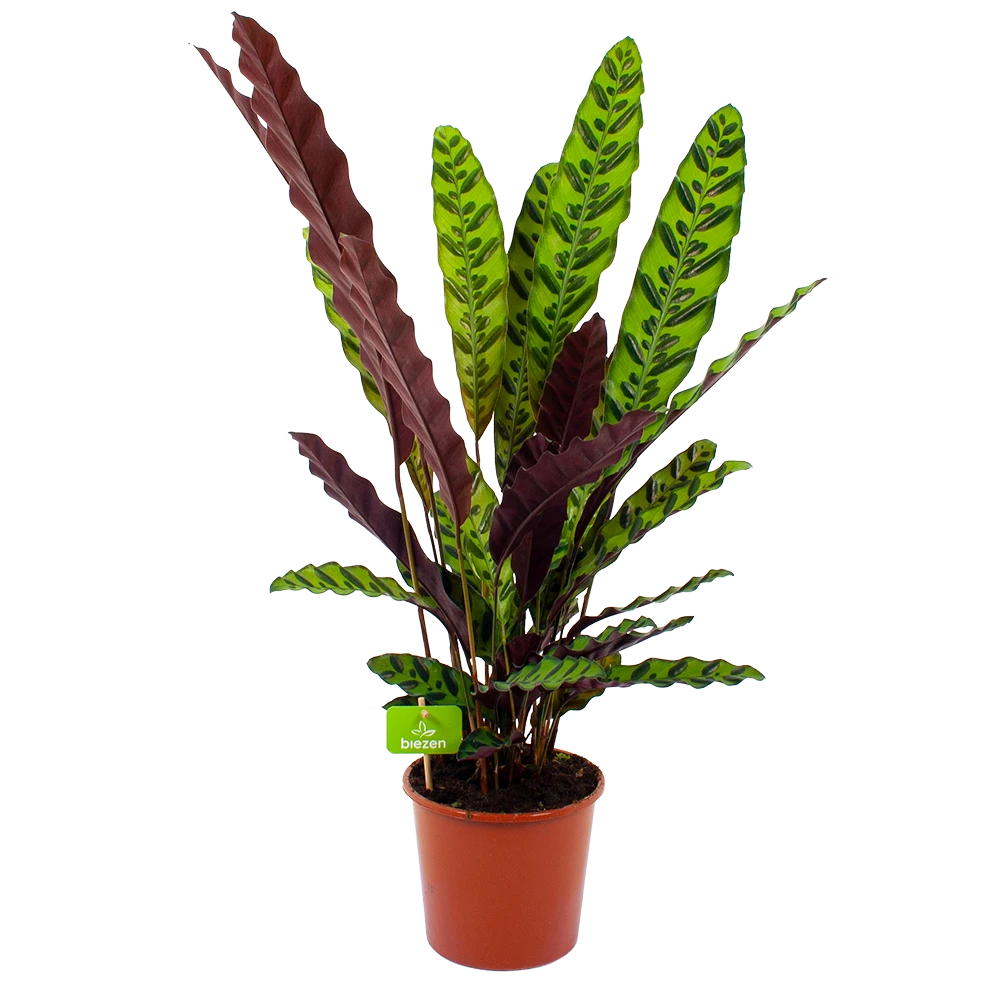 Calathea Insigne - Livingplant - p17 h65 - Kamerplant Calathea Insigne - Livingplant - P17 H65 - Kamerplant -Plantenverzorging Winkel calathea insigne livingplant p17 h65 4