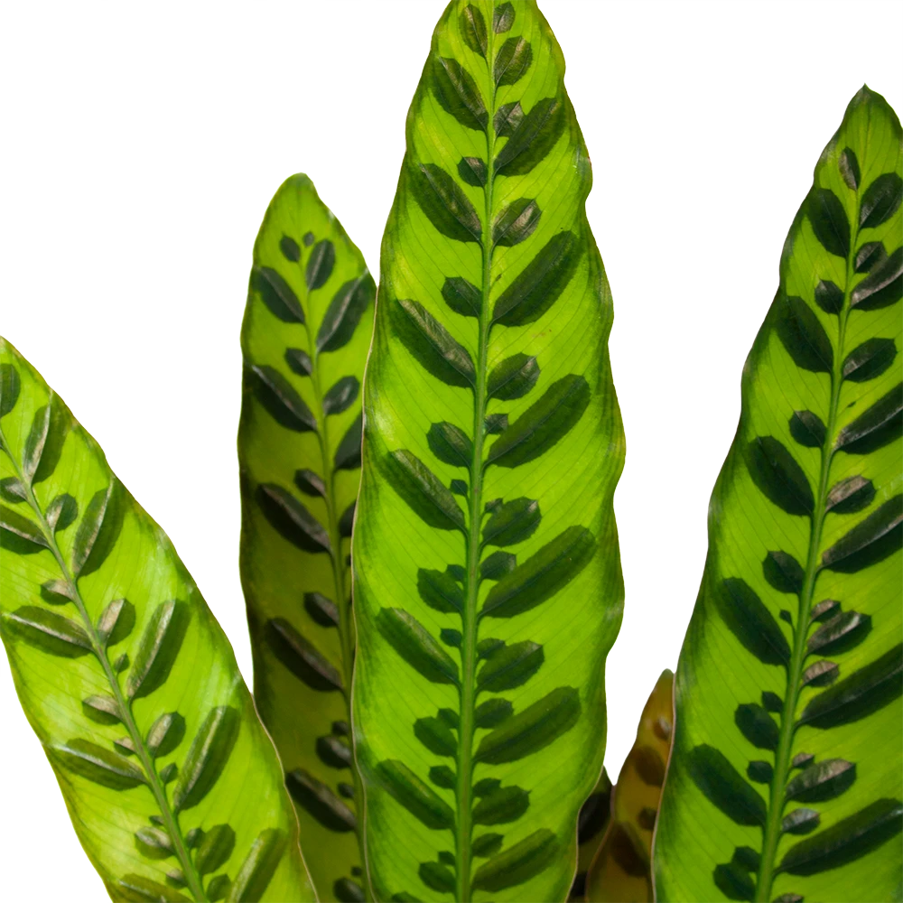 Calathea Insigne - Livingplant - p17 h65 - Kamerplant Calathea Insigne - Livingplant - P17 H65 - Kamerplant -Plantenverzorging Winkel calathea insigne livingplant p17 h65 6