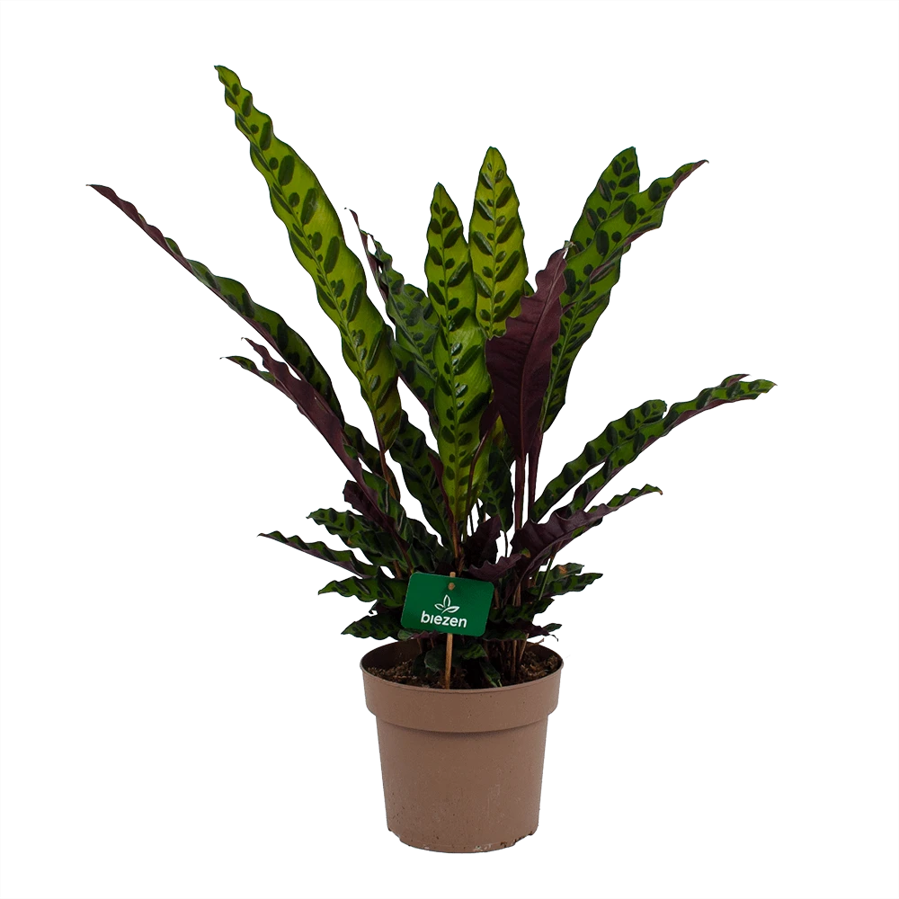 Calathea Insigne - Livingplant - p21 h60 - Kamerplant Calathea Insigne - Livingplant - P21 H60 - Kamerplant -Plantenverzorging Winkel calathea insigne livingplant p21 h60 1