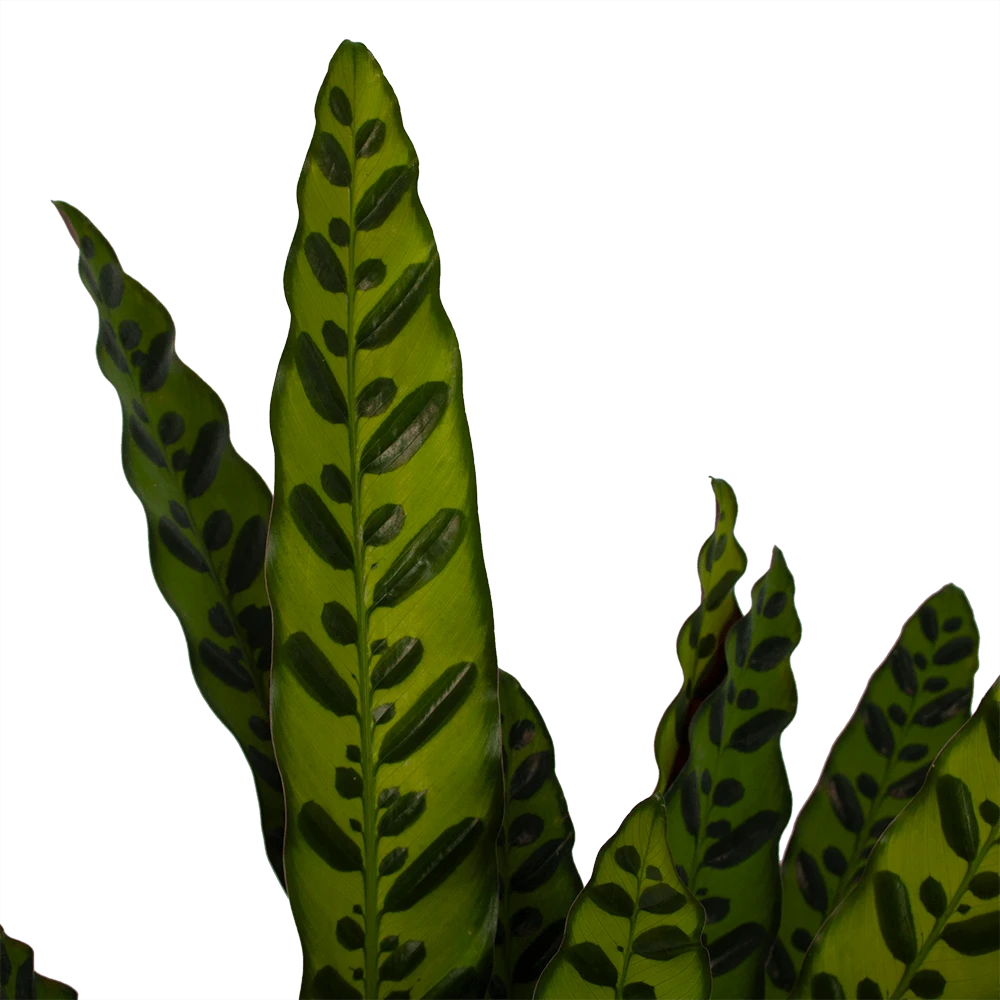 Calathea Insigne - Livingplant - p21 h60 - Kamerplant Calathea Insigne - Livingplant - P21 H60 - Kamerplant -Plantenverzorging Winkel calathea insigne livingplant p21 h60 3