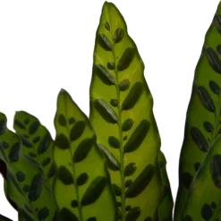 Calathea Insigne - Livingplant - P21 H60 - Kamerplant 2 Calathea Insigne - Livingplant - P21 H60 - Kamerplant -Plantenverzorging Winkel calathea insigne livingplant p21 h60 4