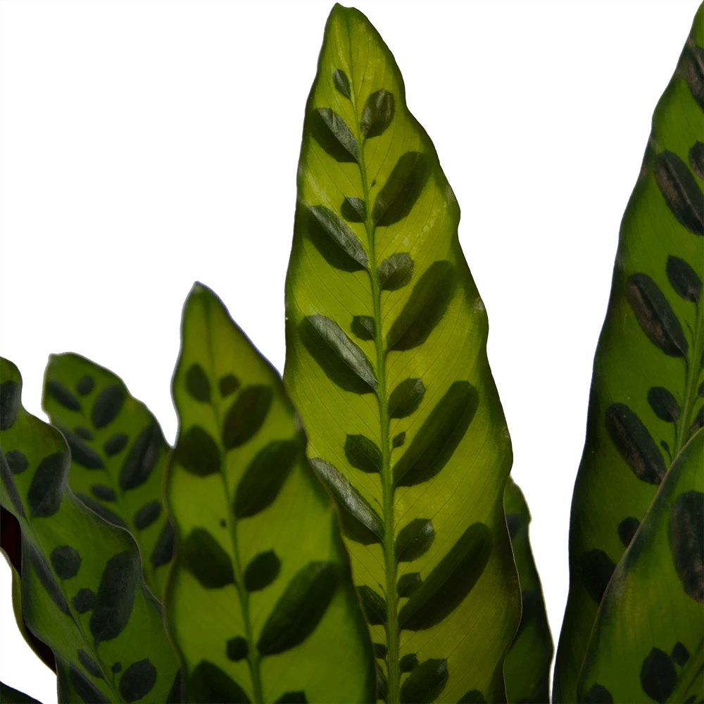 Calathea Insigne - Livingplant - p21 h60 - Kamerplant Calathea Insigne - Livingplant - P21 H60 - Kamerplant -Plantenverzorging Winkel calathea insigne livingplant p21 h60 4