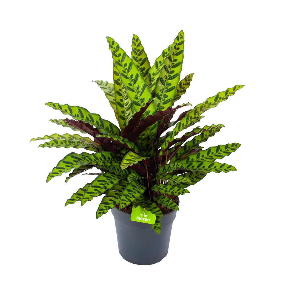 Calathea Insigne - Livingplant - p27 h80 - Kamerplant Calathea Insigne - Livingplant - P27 H80 - Kamerplant -Plantenverzorging Winkel calathea insigne livingplant p27 h80 1 3