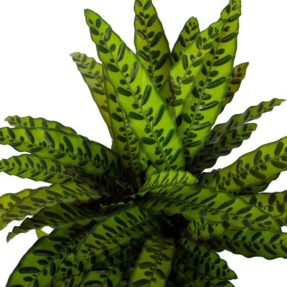 Calathea Insigne - Livingplant - p27 h80 - Kamerplant Calathea Insigne - Livingplant - P27 H80 - Kamerplant -Plantenverzorging Winkel calathea insigne livingplant p27 h80 5 3