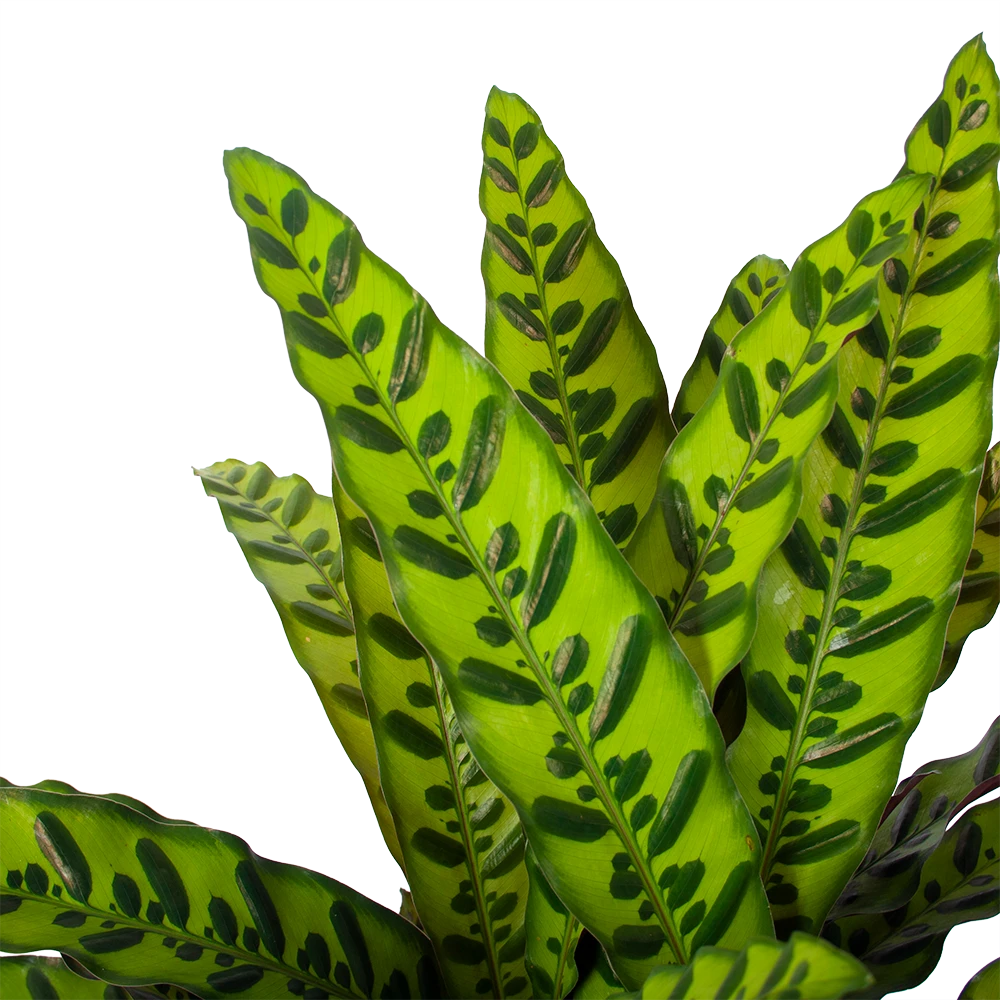 Calathea Insigne - Livingplant - p27 h80 - Kamerplant Calathea Insigne - Livingplant - P27 H80 - Kamerplant -Plantenverzorging Winkel calathea insigne livingplant p27 h80 6 3