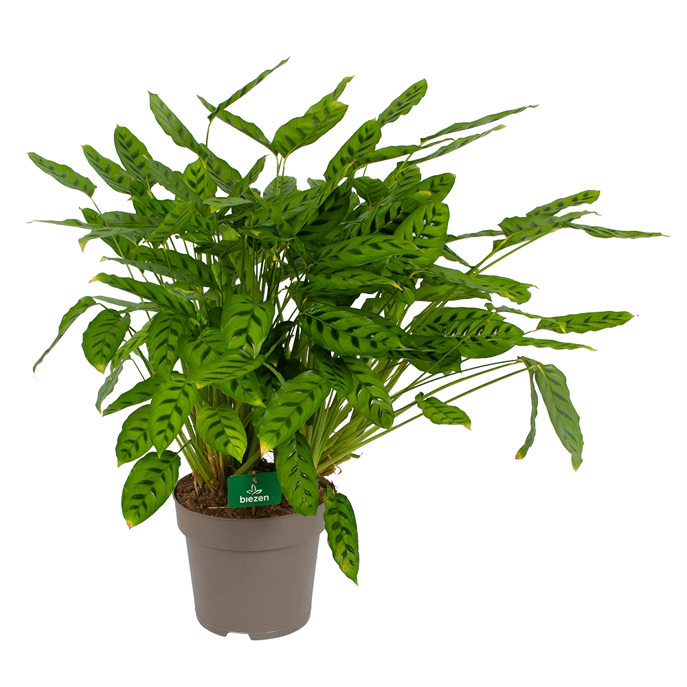 Calathea Leopardina - Schaduwplant - p27 h90 - Kamerplant Calathea Leopardina - Schaduwplant - P27 H90 - Kamerplant -Plantenverzorging Winkel calathea leopardina schaduwplant p27 h90 kamerplant 1