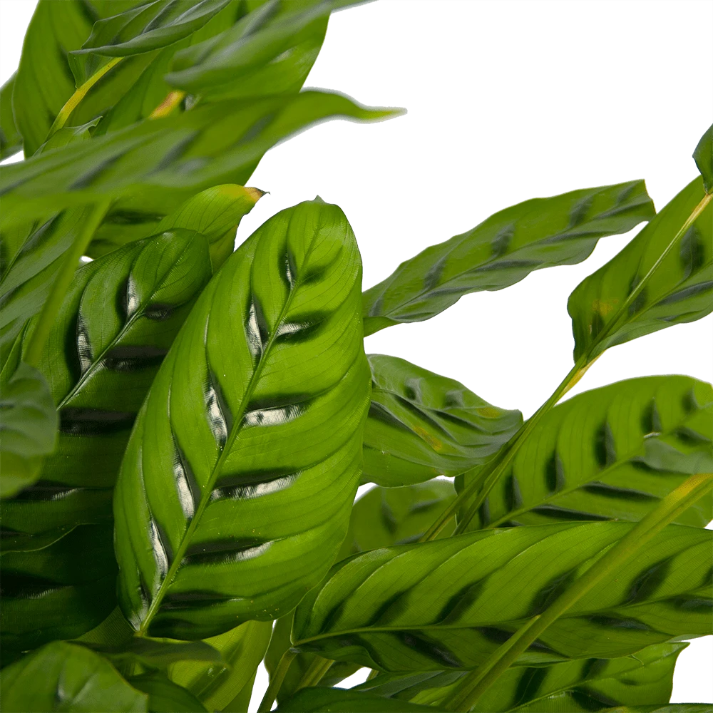 Calathea Leopardina - Schaduwplant - p27 h90 - Kamerplant Calathea Leopardina - Schaduwplant - P27 H90 - Kamerplant -Plantenverzorging Winkel calathea leopardina schaduwplant p27 h90 kamerplant 3