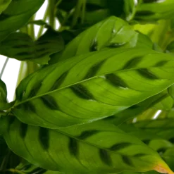 Calathea Leopardina - Schaduwplant - P27 H90 - Kamerplant 2 Calathea Leopardina - Schaduwplant - P27 H90 - Kamerplant -Plantenverzorging Winkel calathea leopardina schaduwplant p27 h90 kamerplant 4