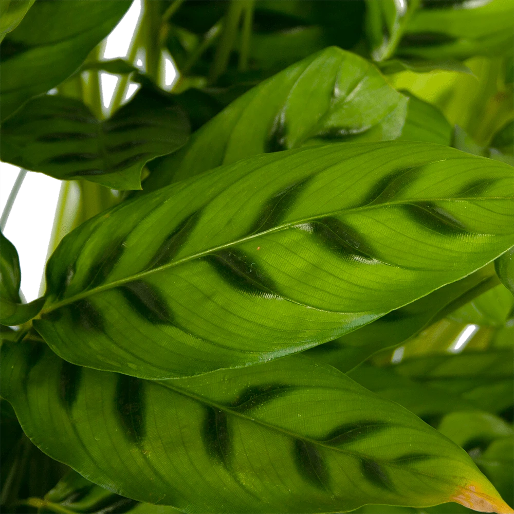 Calathea Leopardina - Schaduwplant - p27 h90 - Kamerplant Calathea Leopardina - Schaduwplant - P27 H90 - Kamerplant -Plantenverzorging Winkel calathea leopardina schaduwplant p27 h90 kamerplant 4