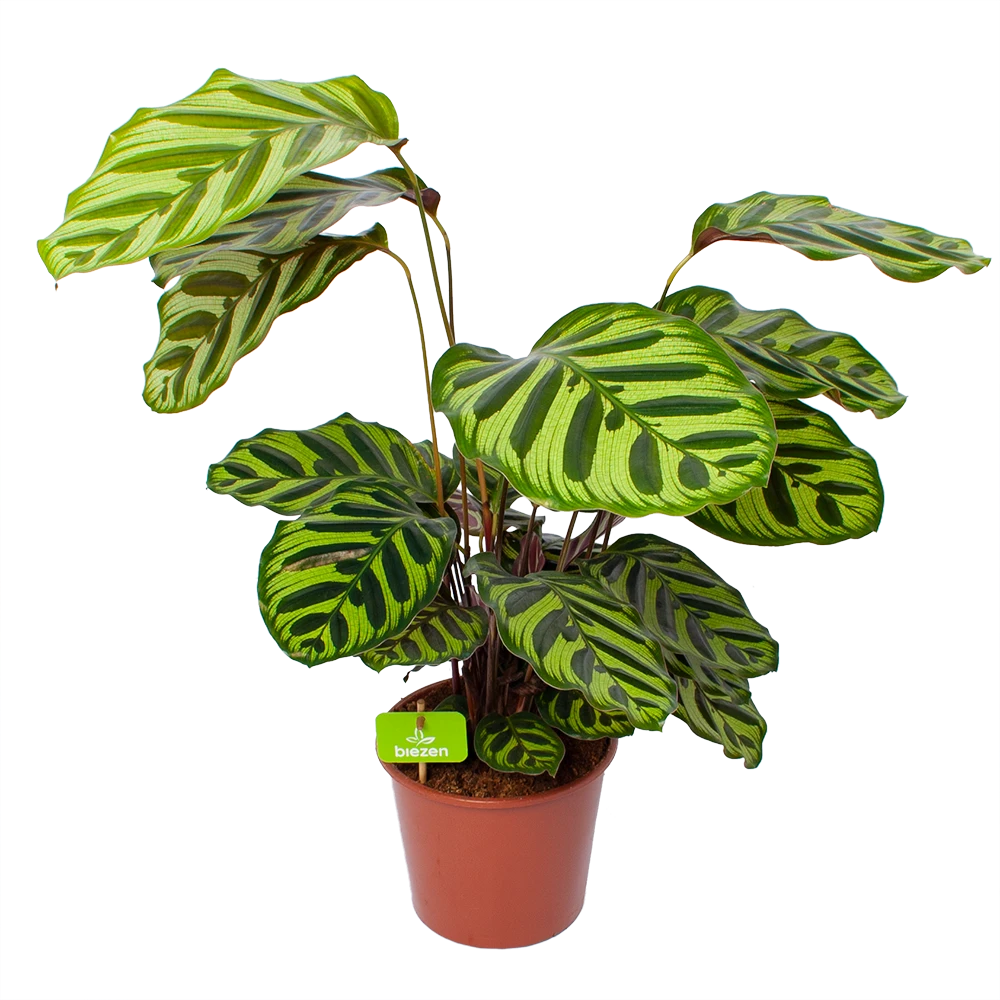 Calathea Makoyana - Pauwenplant - p17 h65 - Kamerplant Calathea Makoyana - Pauwenplant - P17 H65 - Kamerplant -Plantenverzorging Winkel calathea makoyana pauwenplant p17 h65 1 2